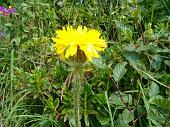 Fiori di tutte le speci nella conca dei Campelli (2)